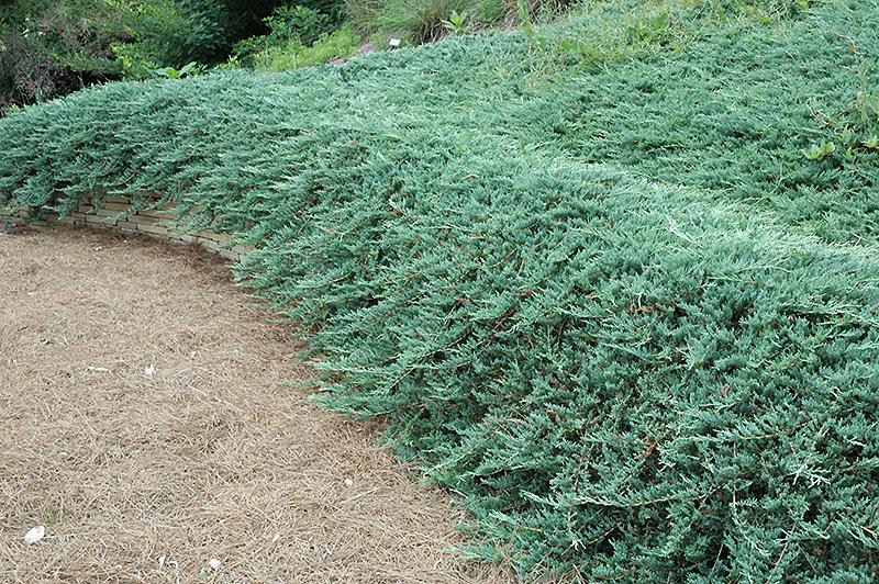 Juniperus Horizontalis 'youngstown' - View 25 from www redcrocus com