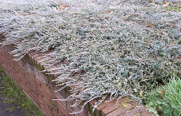Juniperus Horizontalis 'youngstown' - View 26 from www redcrocus com
