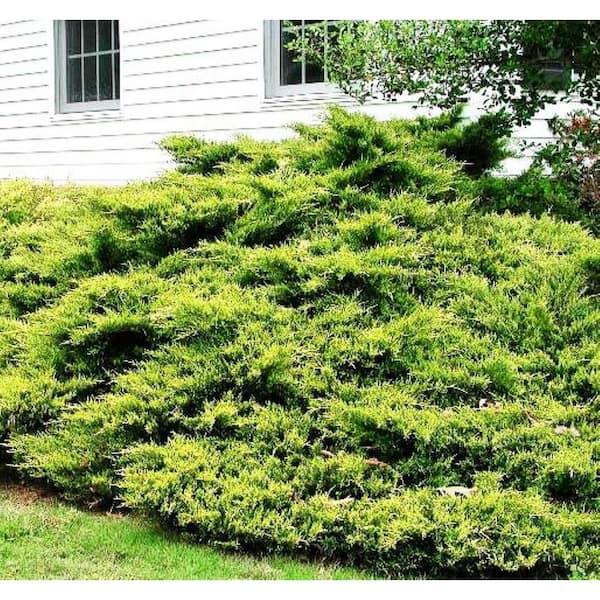 Juniperus Horizontalis 'youngstown' - View 29 from www redcrocus com