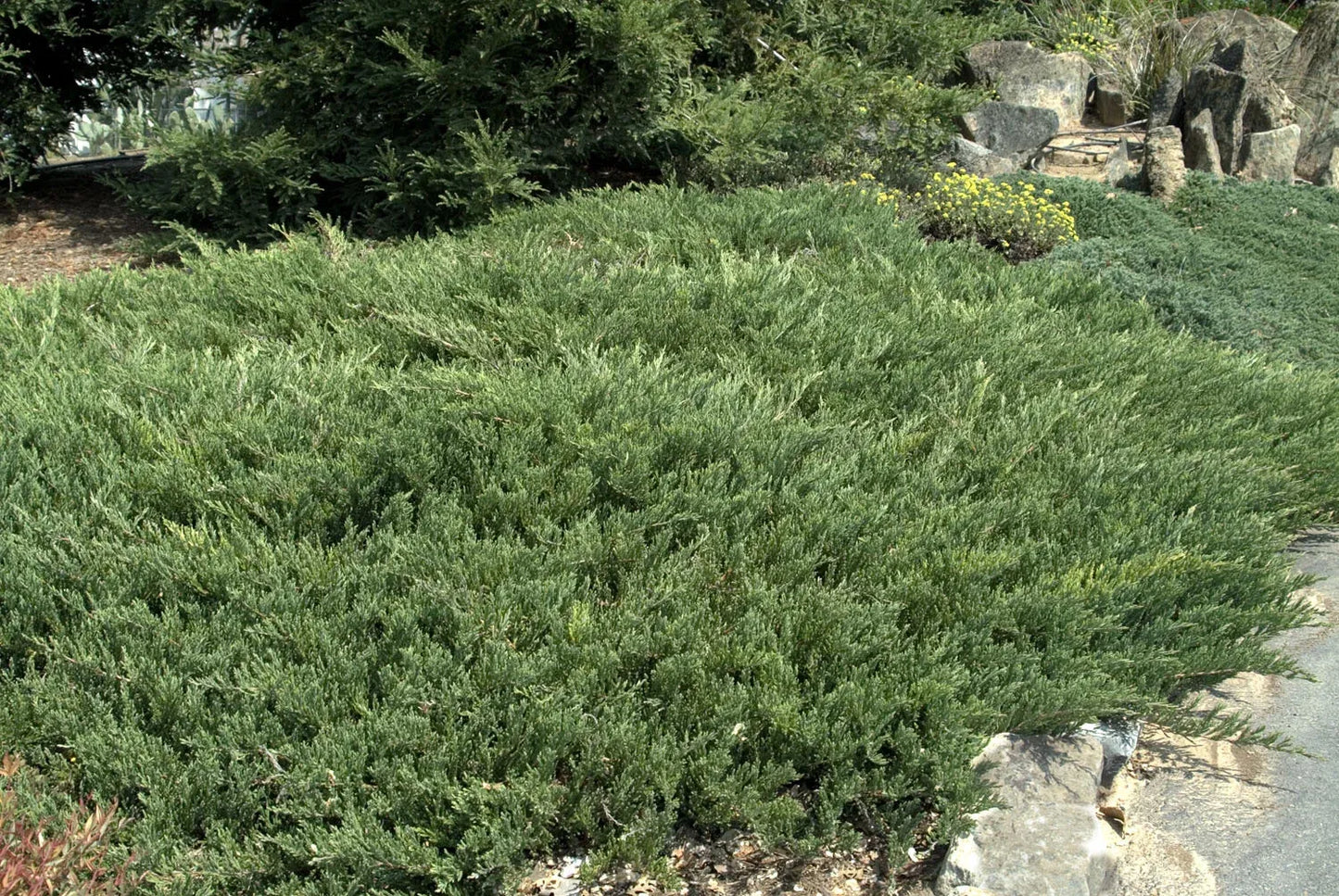 Juniperus Horizontalis 'youngstown' - View 2 from www redcrocus com