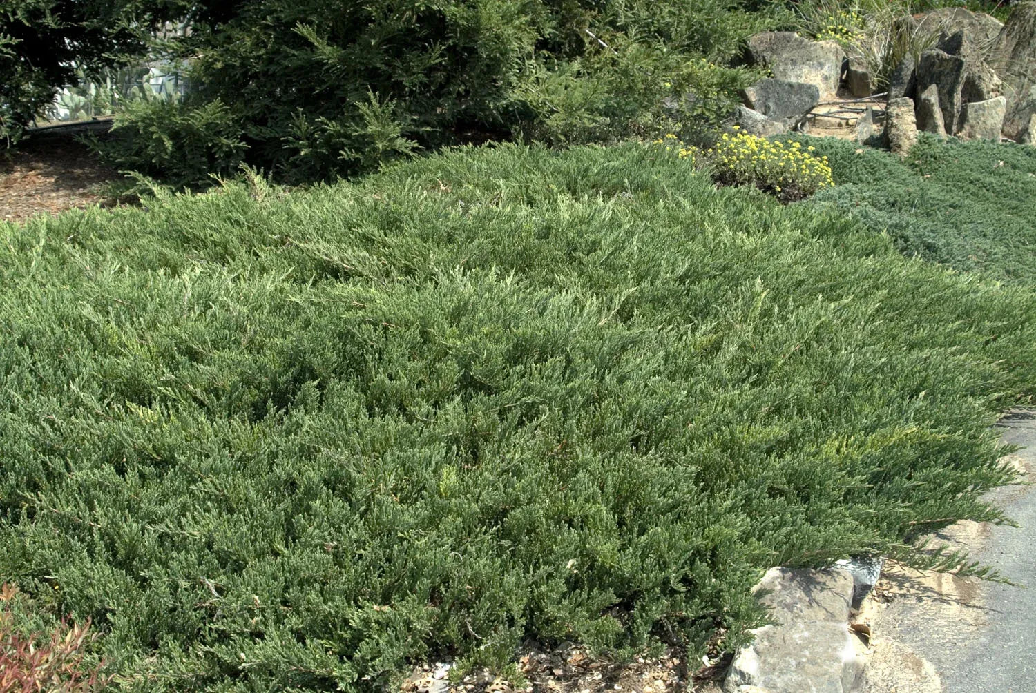 Juniperus Horizontalis 'youngstown' - View 2 from www redcrocus com