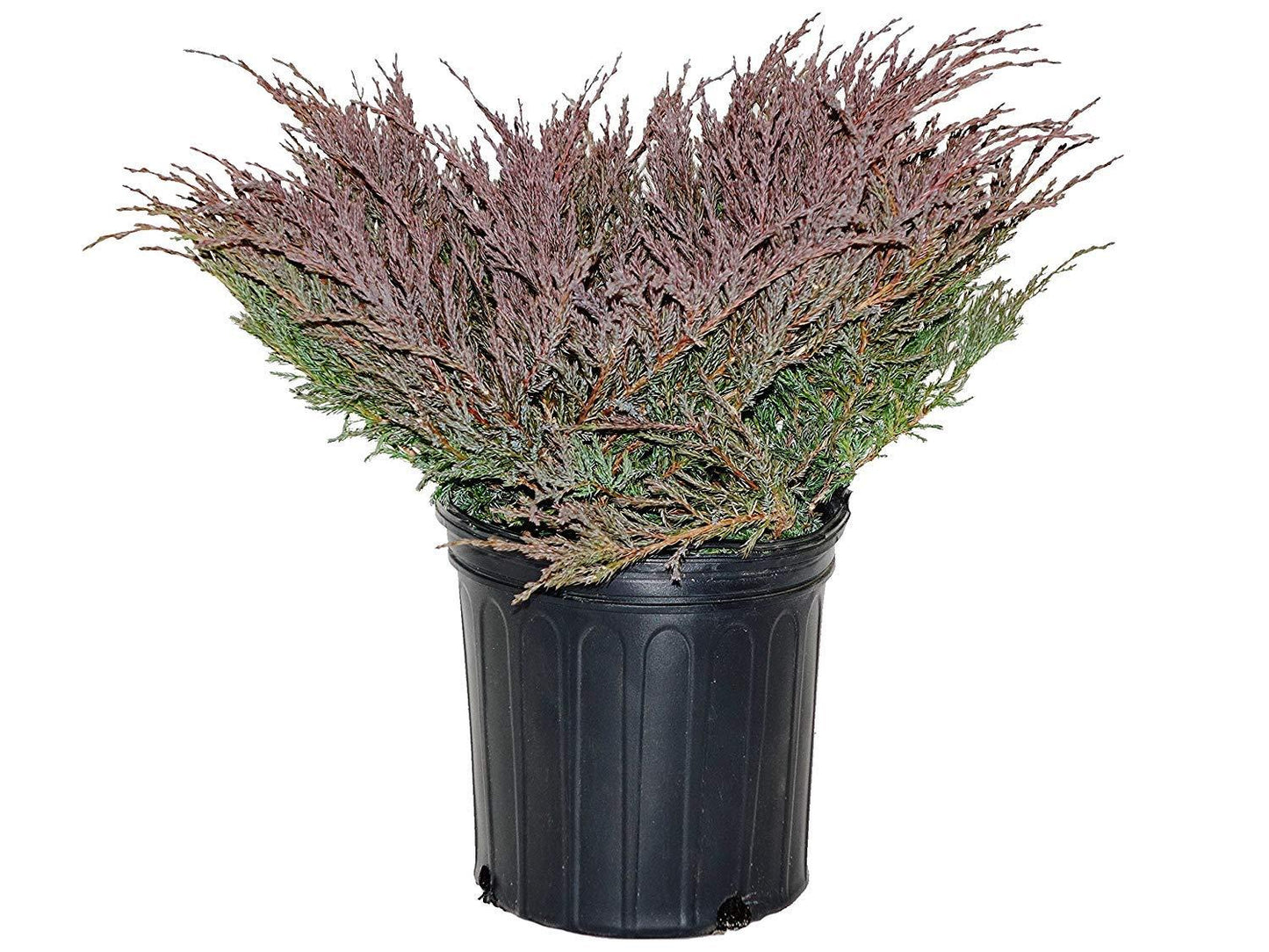 Juniperus Horizontalis 'youngstown' - View 30 from www redcrocus com