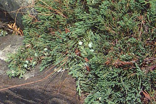 Juniperus Horizontalis 'youngstown' - View 32 from www redcrocus com