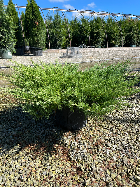 Juniperus Horizontalis 'youngstown' - View 33 from www redcrocus com