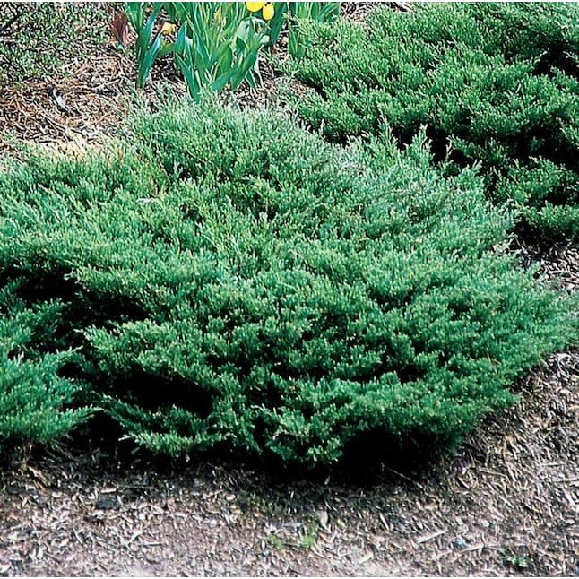 Juniperus Horizontalis 'youngstown' - View 36 from www redcrocus com