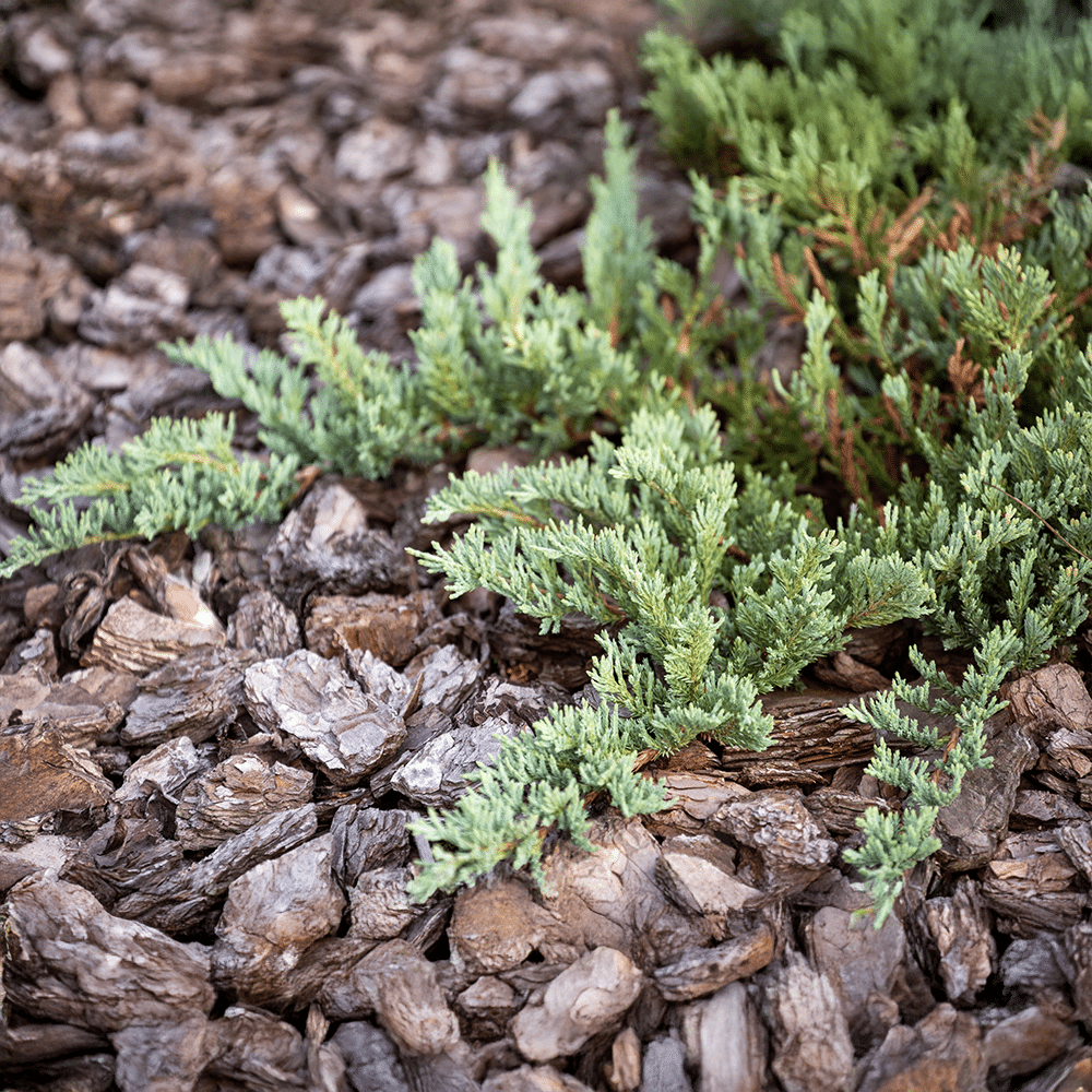 Juniperus Horizontalis 'youngstown' - View 39 from www redcrocus com