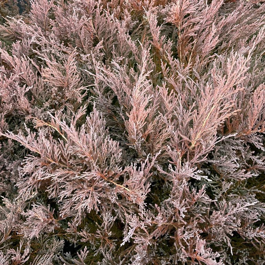 Juniperus Horizontalis 'youngstown' - View 5 from www redcrocus com