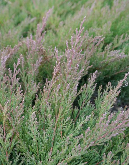 Juniperus Horizontalis 'youngstown' - View 6 from www redcrocus com