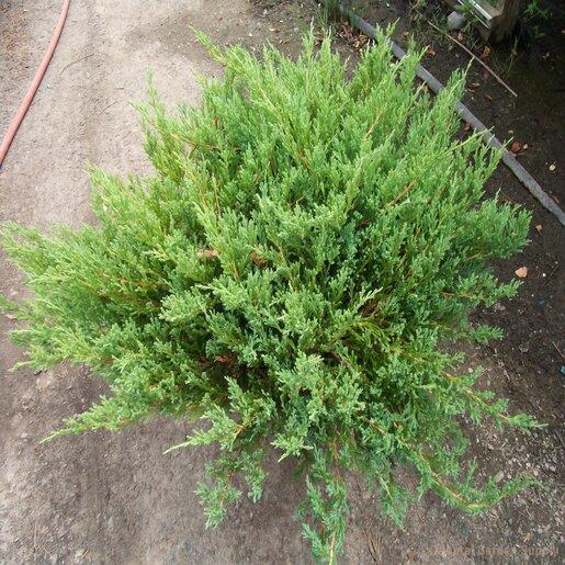 Juniperus Horizontalis 'youngstown' - View 8 from www redcrocus com