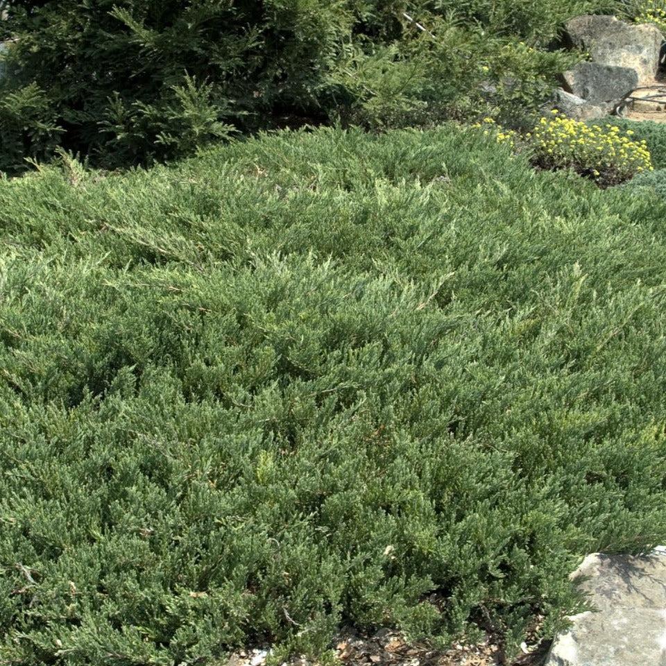 Juniperus Horizontalis 'youngstown' - View 9 from www redcrocus com