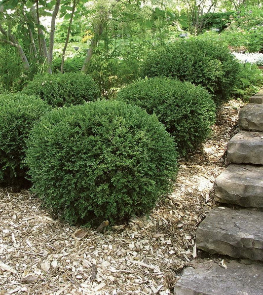 Buxus Microphylla Wintergreen - View 10 from www redcrocus com