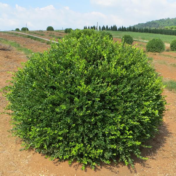 Buxus Microphylla Wintergreen - View 1 from www redcrocus com