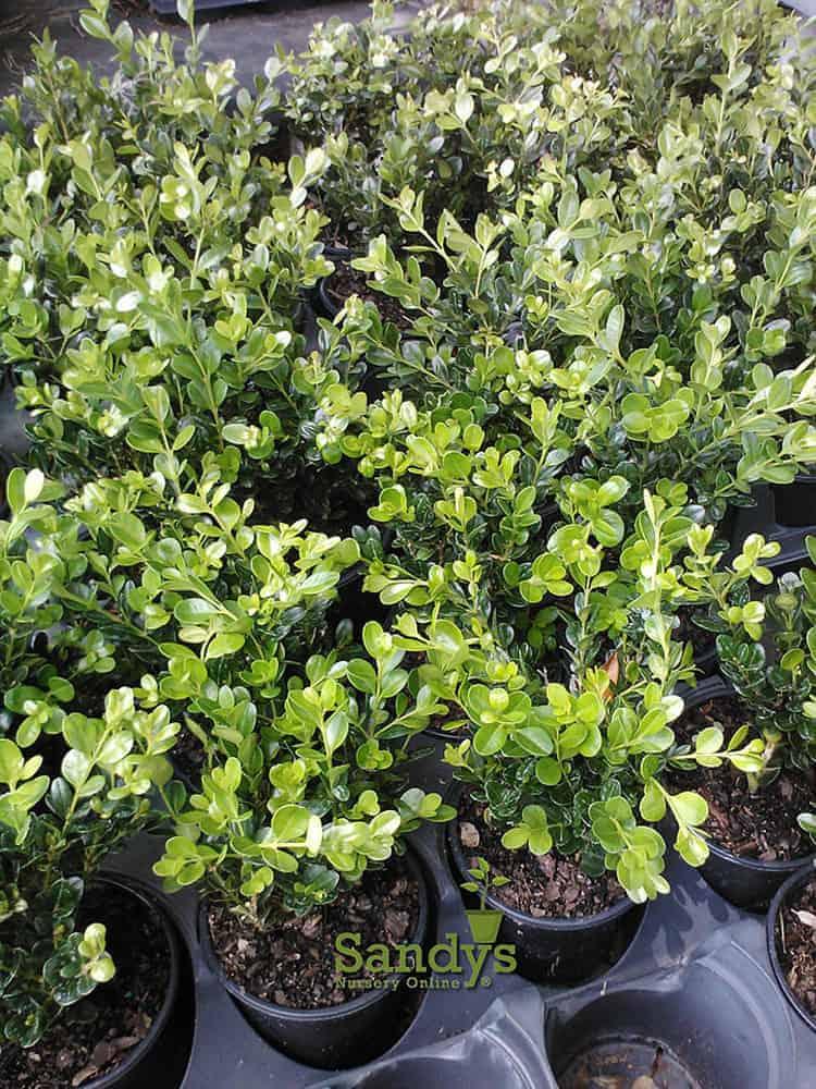 Buxus Microphylla Wintergreen - View 3 from www redcrocus com