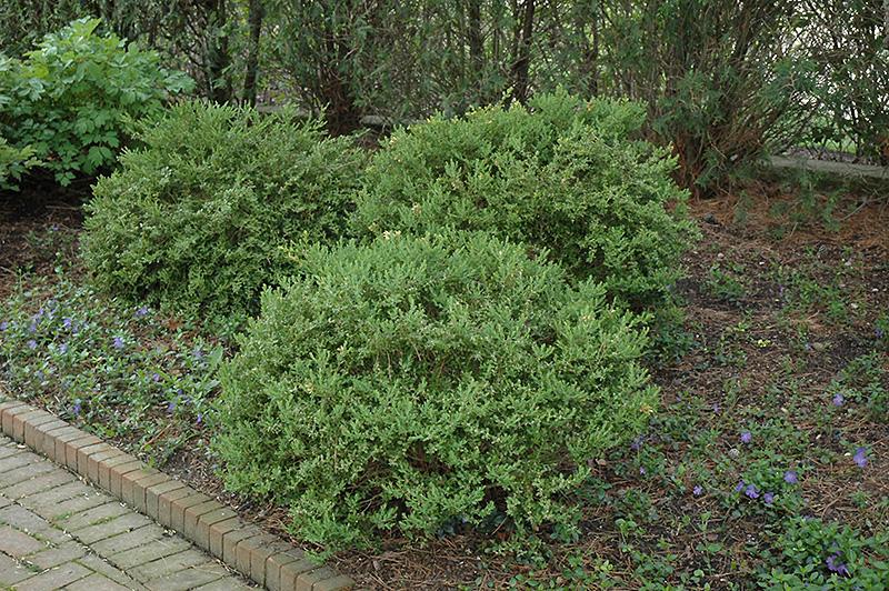 Buxus Microphylla Wintergreen - View 5 from www redcrocus com