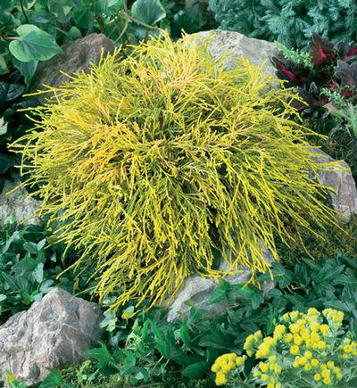 Chamaecyparis Pisifera King S Gold - View 10 from www redcrocus com