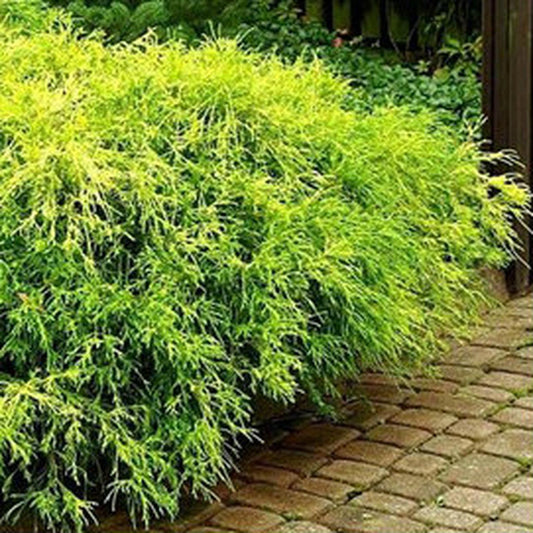 Chamaecyparis Pisifera King S Gold - View 1 from www redcrocus com