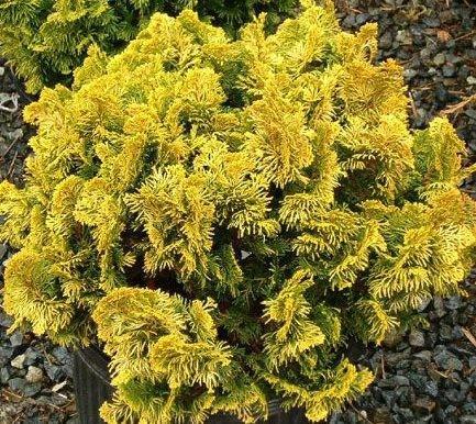 Chamaecyparis Obtusa Nana Aurea - View 10 from www redcrocus com