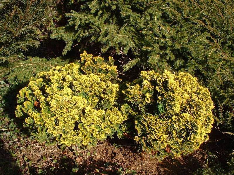 Chamaecyparis Obtusa Nana Aurea - View 13 from www redcrocus com