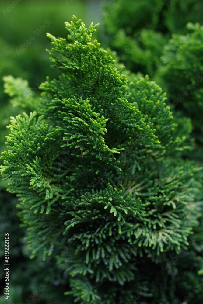 Chamaecyparis Obtusa Nana Aurea - View 15 from www redcrocus com