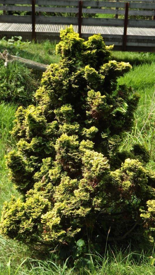 Chamaecyparis Obtusa Nana Aurea - View 17 from www redcrocus com