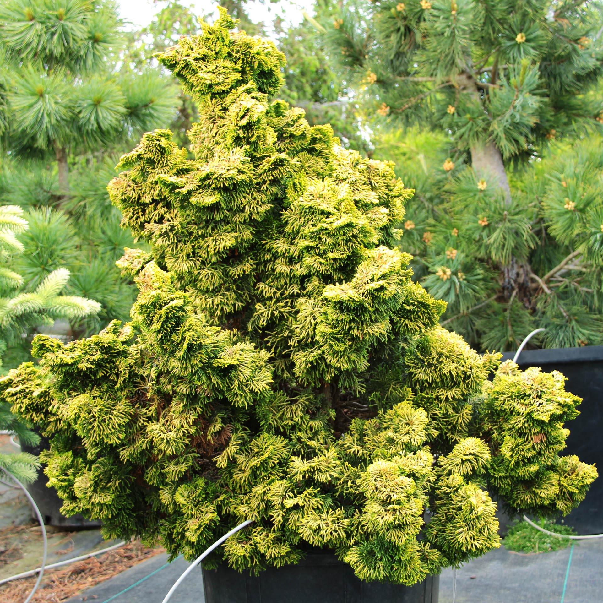 Chamaecyparis Obtusa Nana Aurea - View 18 from www redcrocus com