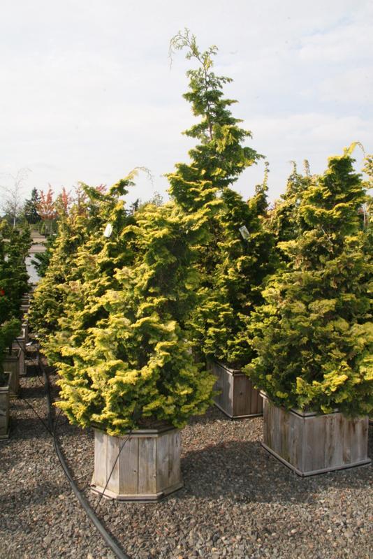 Chamaecyparis Obtusa Nana Aurea - View 19 from www redcrocus com