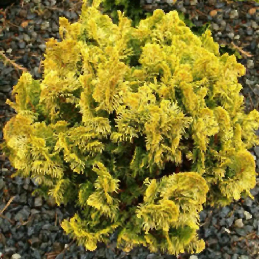 Chamaecyparis Obtusa Nana Aurea - View 1 from www redcrocus com