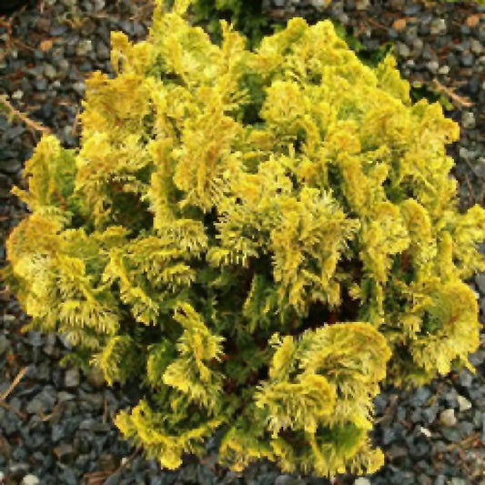 Chamaecyparis Obtusa Nana Aurea - View 1 from www redcrocus com