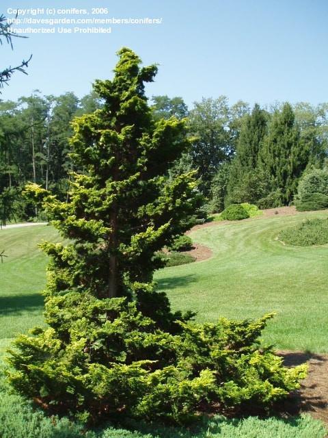 Chamaecyparis Obtusa Nana Aurea - View 20 from www redcrocus com