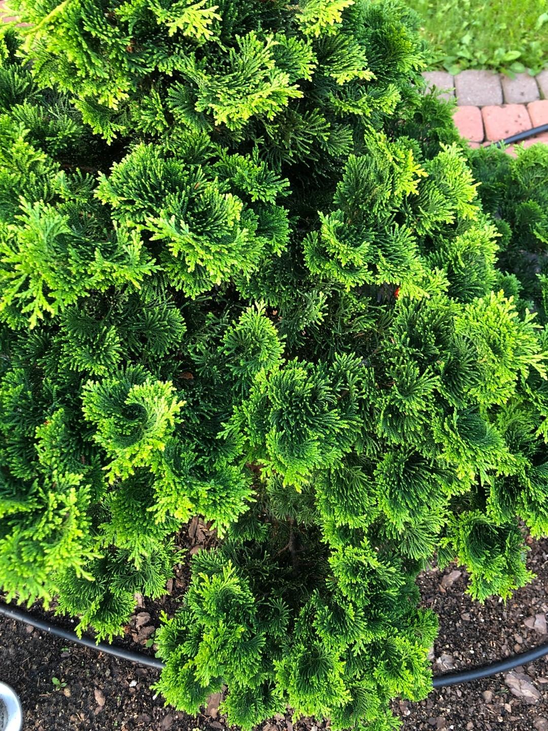 Chamaecyparis Obtusa Nana Aurea - View 2 from www redcrocus com