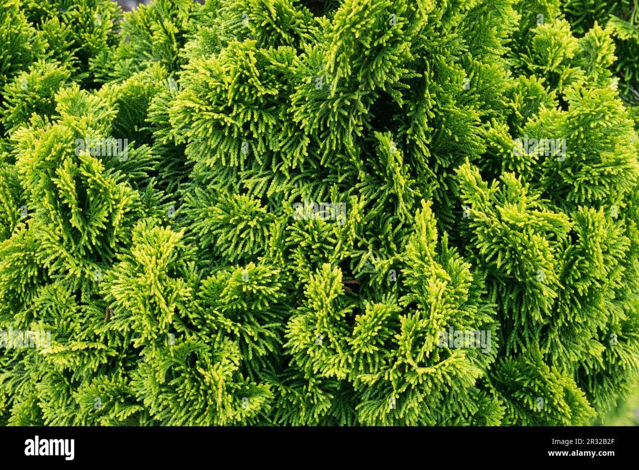 Chamaecyparis Obtusa Nana Aurea - View 5 from www redcrocus com