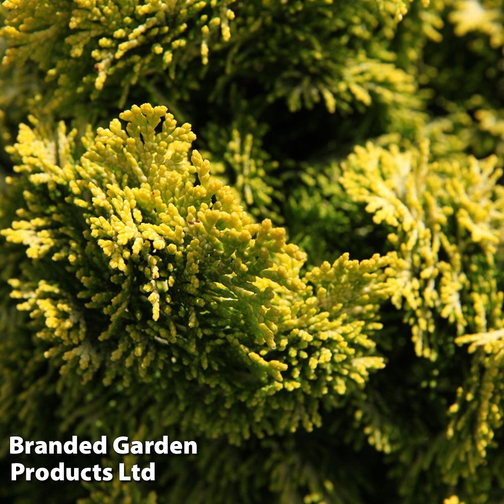 Chamaecyparis Obtusa Nana Aurea - View 6 from www redcrocus com