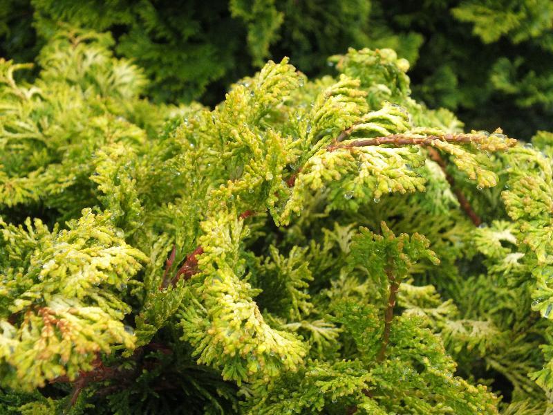 Chamaecyparis Obtusa Nana Aurea - View 7 from www redcrocus com