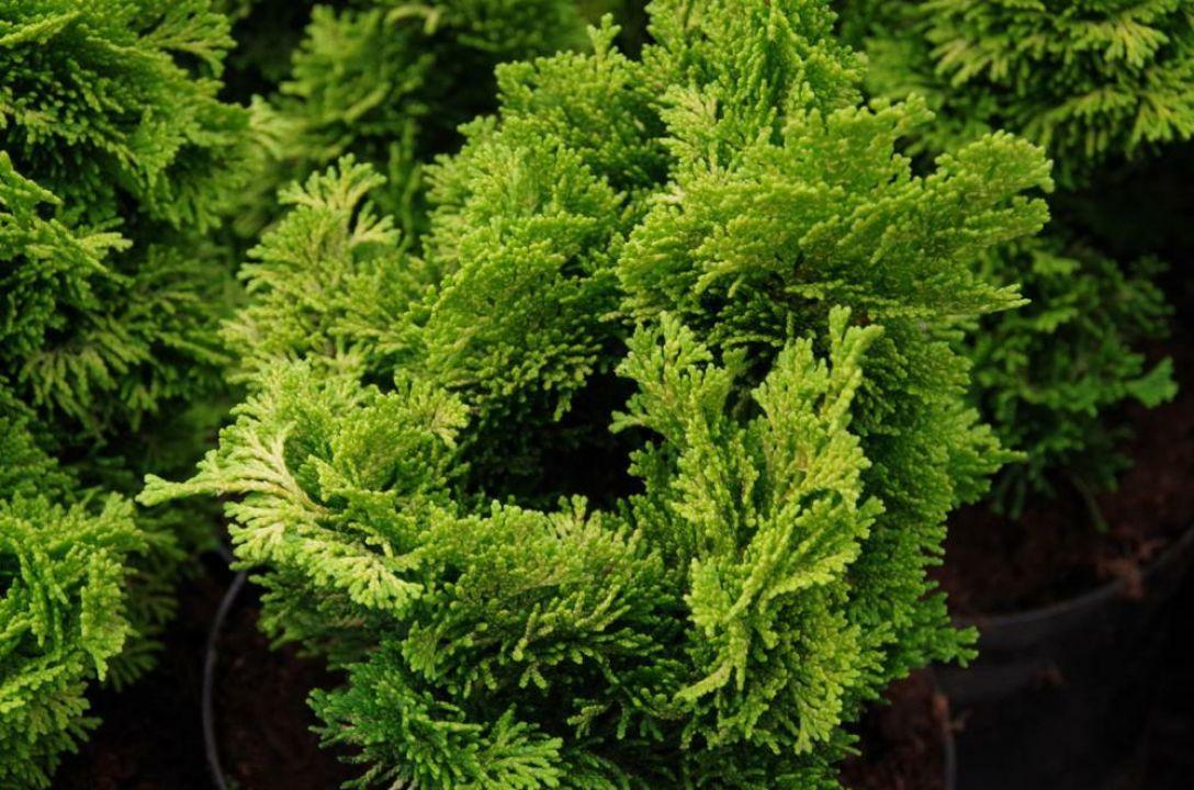 Chamaecyparis Obtusa Nana Aurea - View 8 from www redcrocus com