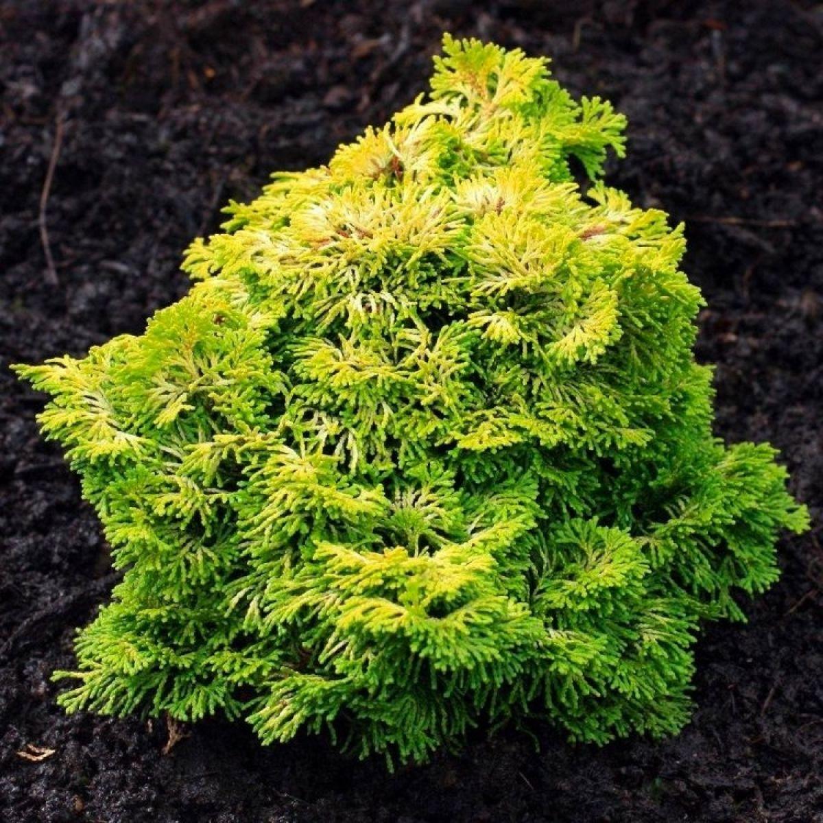Chamaecyparis Obtusa Nana Aurea - View 9 from www redcrocus com