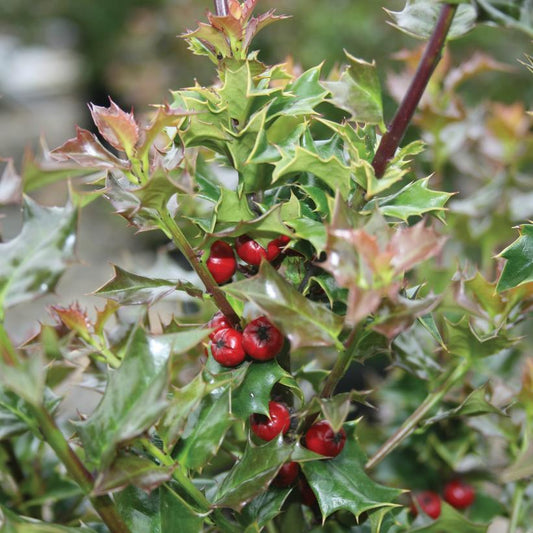 Ilex Red Beauty - View 1 from www redcrocus com