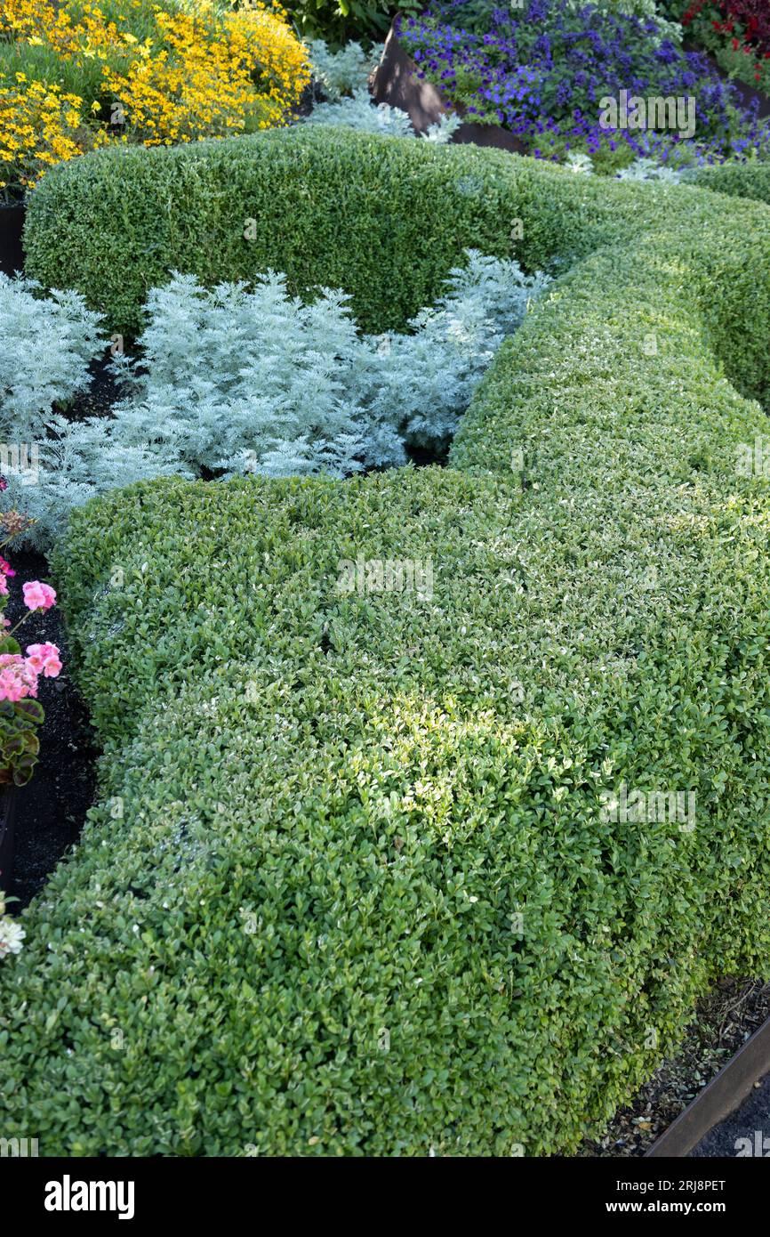 Buxus Microphylla Green Mountain Columnar - View 11 from www redcrocus com