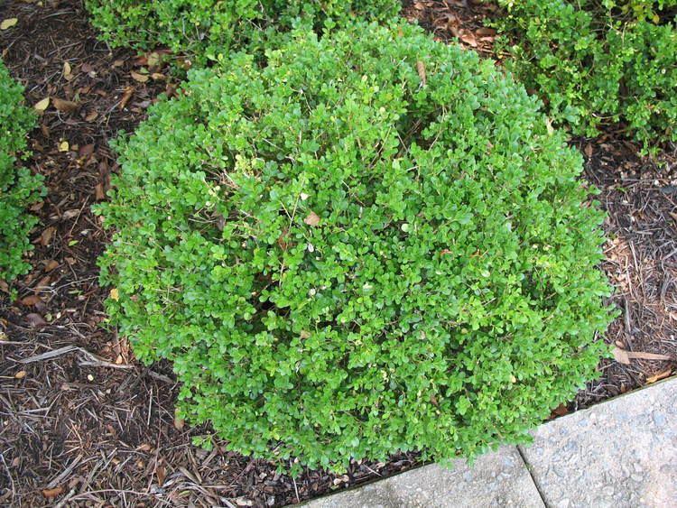 Buxus Microphylla Green Mountain Columnar - View 12 from www redcrocus com