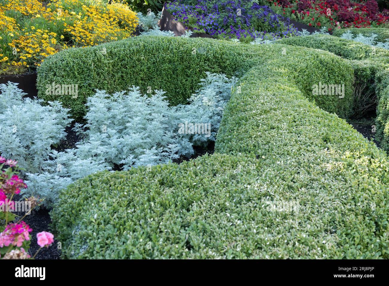Buxus Microphylla Green Mountain Columnar - View 17 from www redcrocus com
