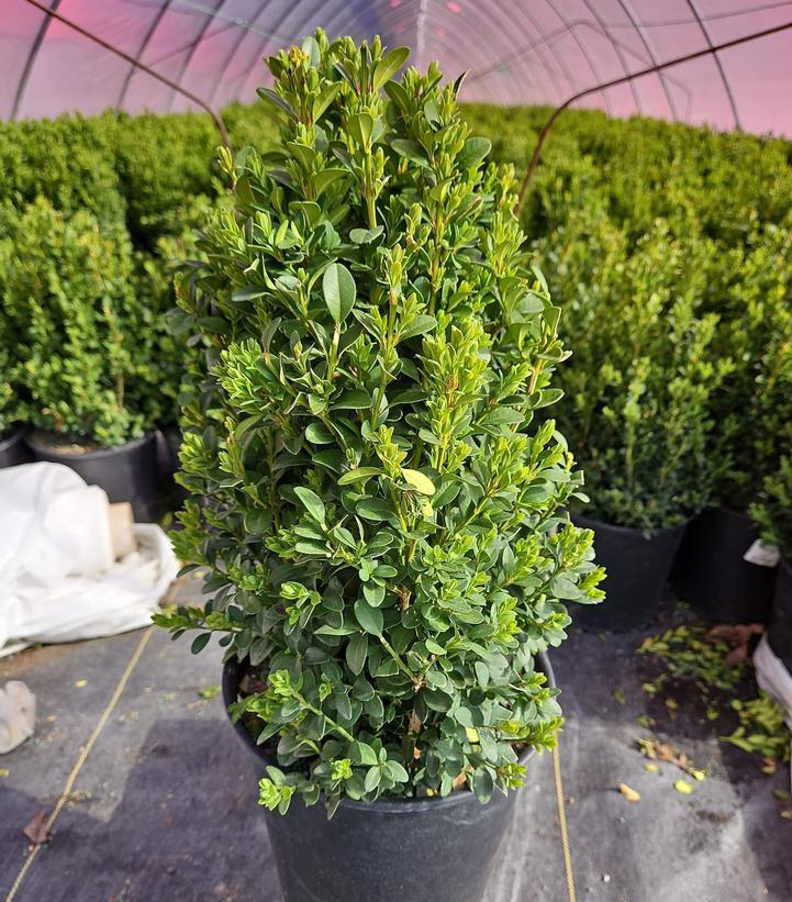 Buxus Microphylla Green Mountain Columnar - View 4 from www redcrocus com