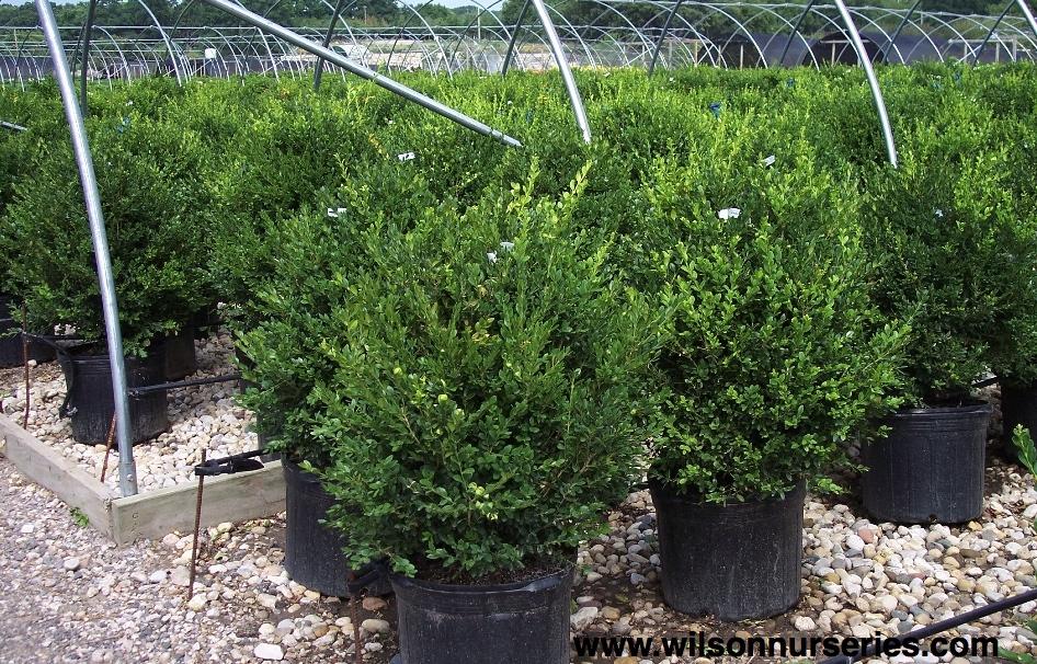 Buxus Microphylla Green Mountain Columnar - View 5 from www redcrocus com
