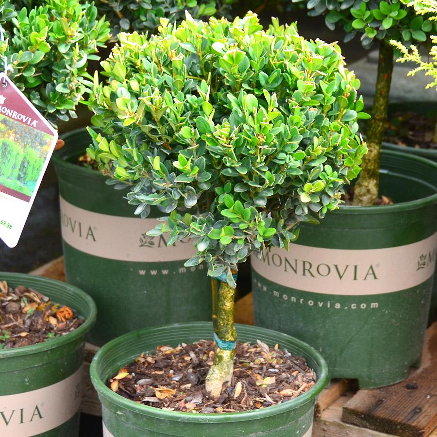 Buxus Microphylla Green Mountain Columnar - View 6 from www redcrocus com