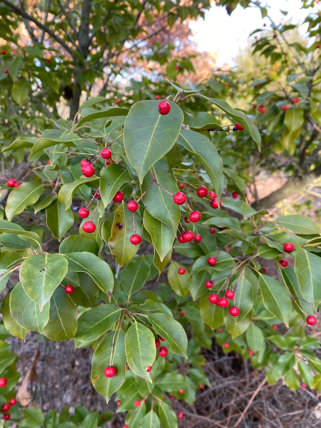 Ilex Pedunculosa Female - View 3 from www redcrocus com