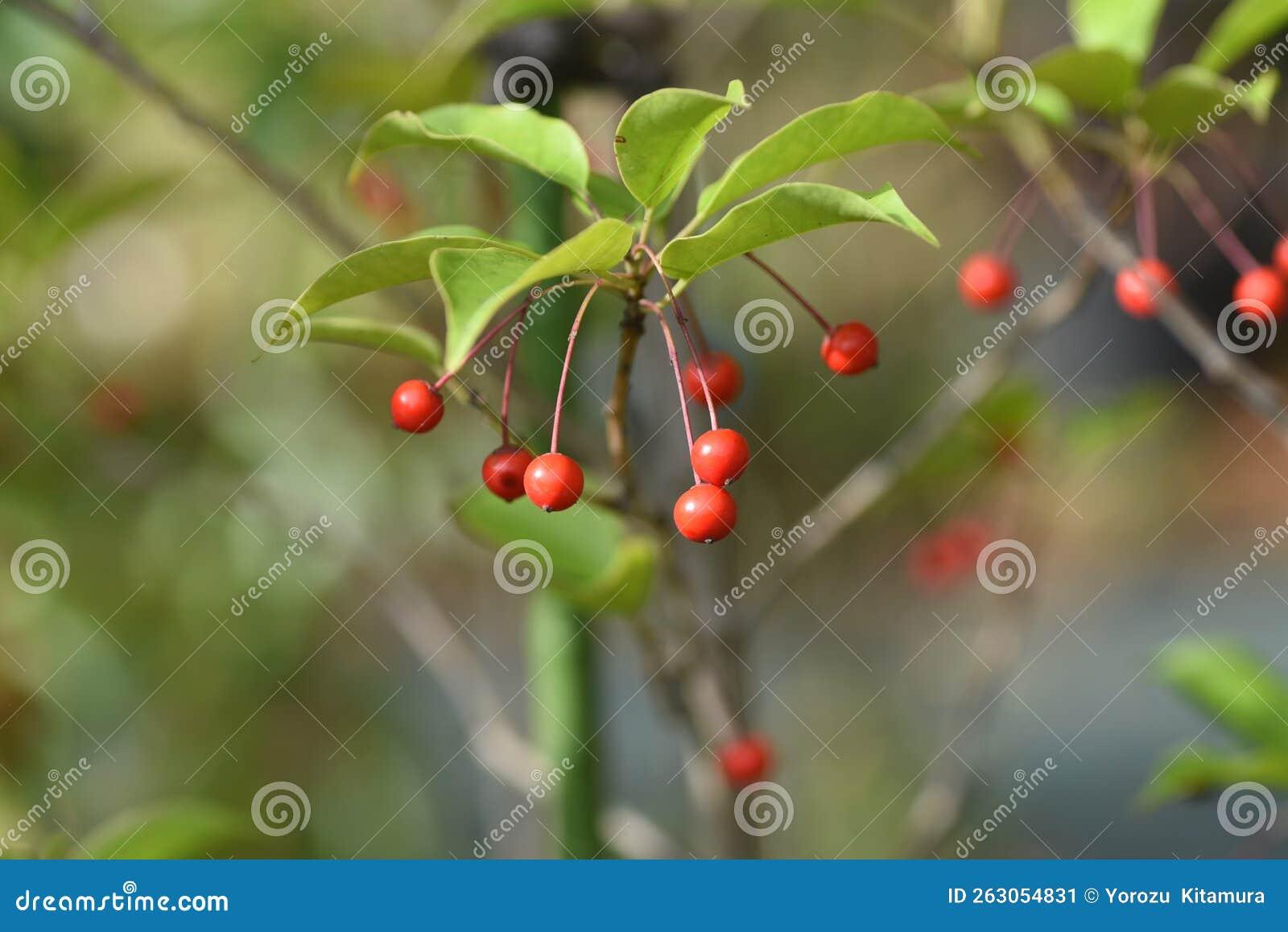 Ilex Pedunculosa Female - View 5 from www redcrocus com