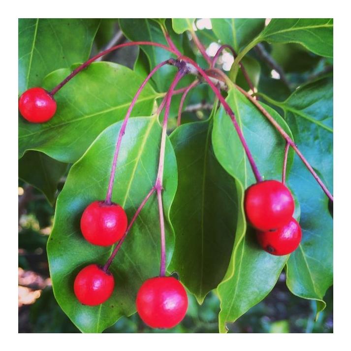 Ilex Pedunculosa Female - View 6 from www redcrocus com