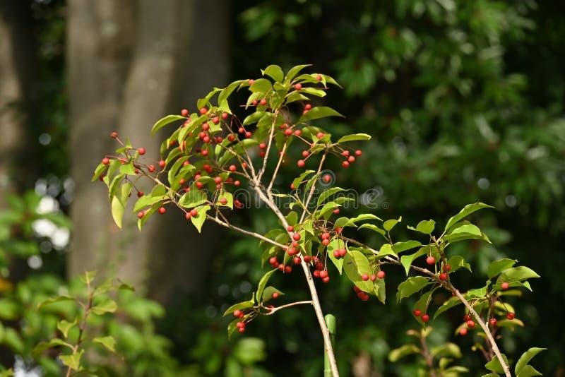 Ilex Pedunculosa Female - View 8 from www redcrocus com