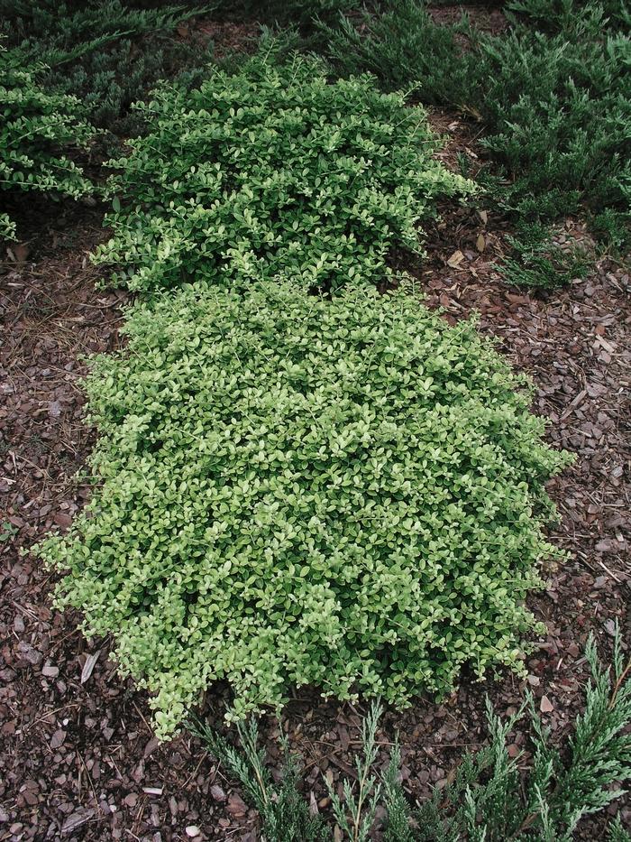 Ilex Crenata Helleri - View 12 from www redcrocus com