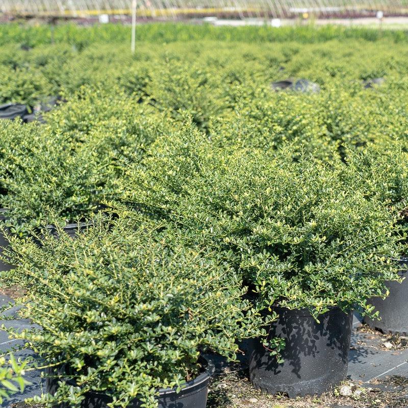 Ilex Crenata 'helleri' - View 14 from www redcrocus com
