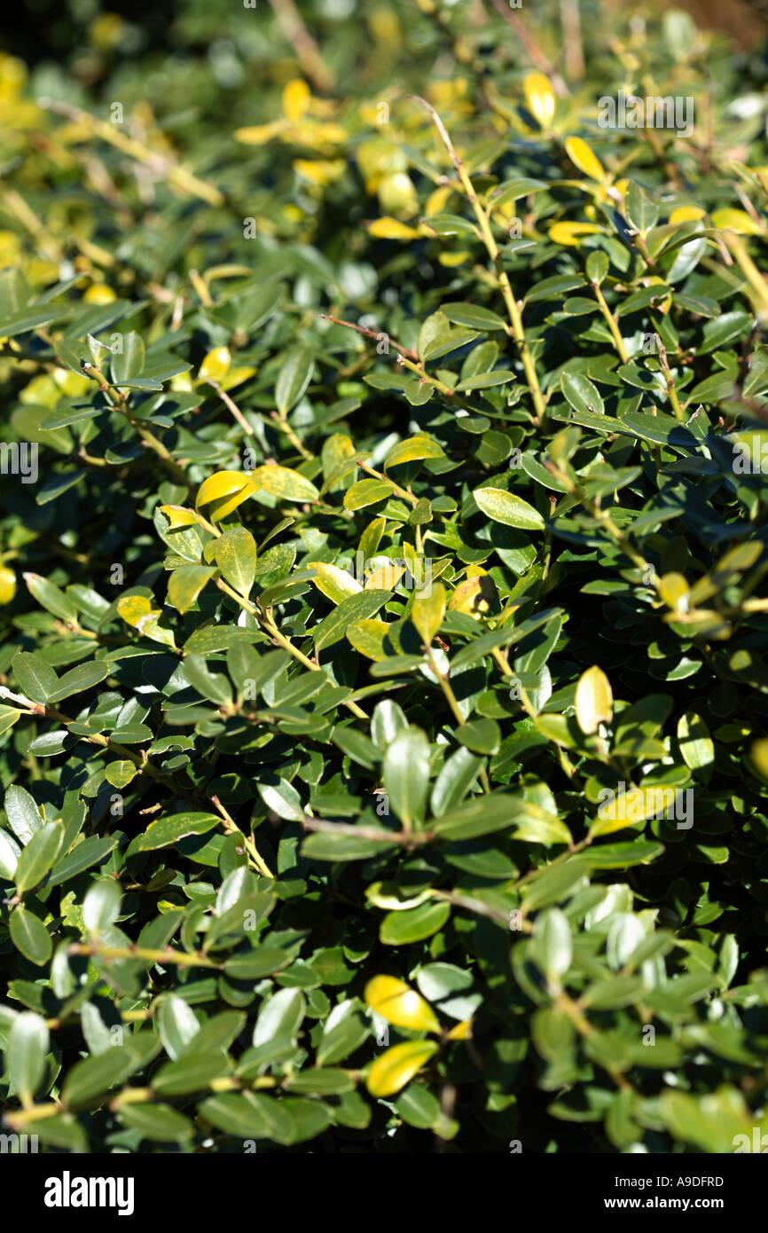 Ilex Crenata 'helleri' - View 9 from www redcrocus com