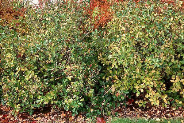 Euonymus Kiautschovicus Manhattan - View 18 from www redcrocus com